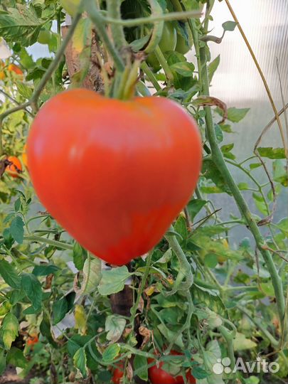 Сорта коллекционных томатов