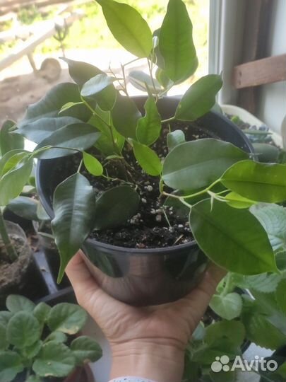 Комнатные цветы