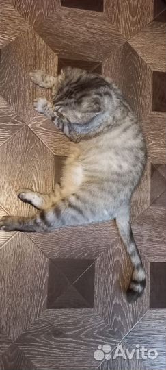 Британская кошка в дар