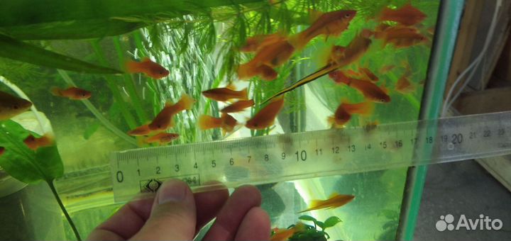 Растения, рыбки