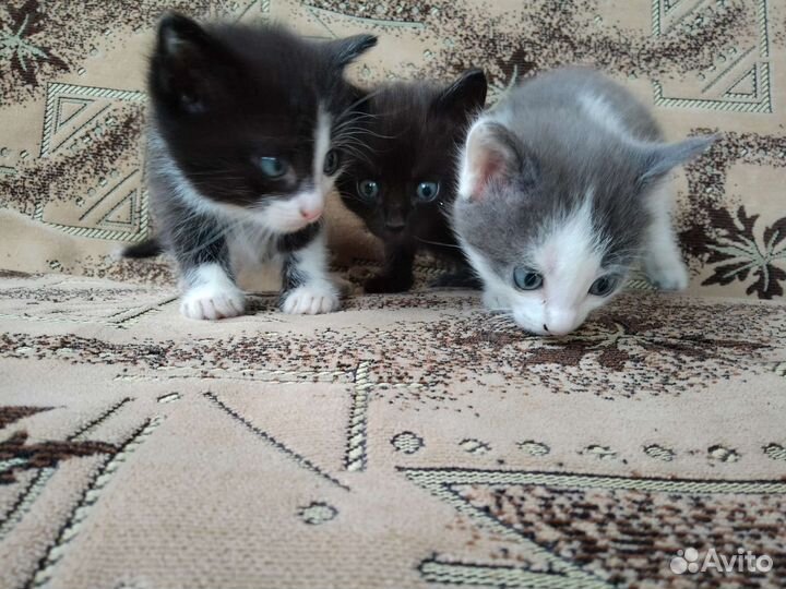 Котята в дар