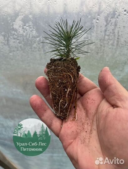 Сеянцы зкс Сосна Ель Лиственница окс Голуб Горн