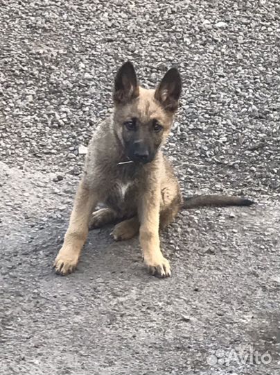 Щенки овчарки