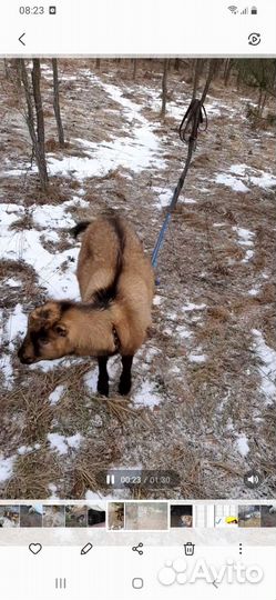 Коза Ламанча