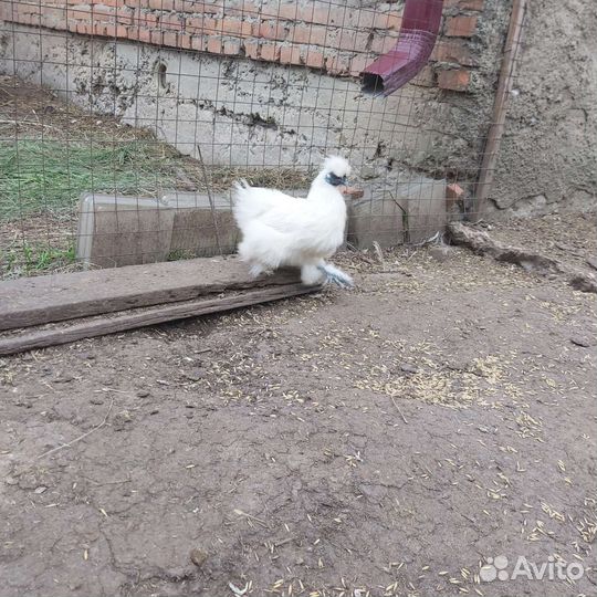Китайские шелковые куры