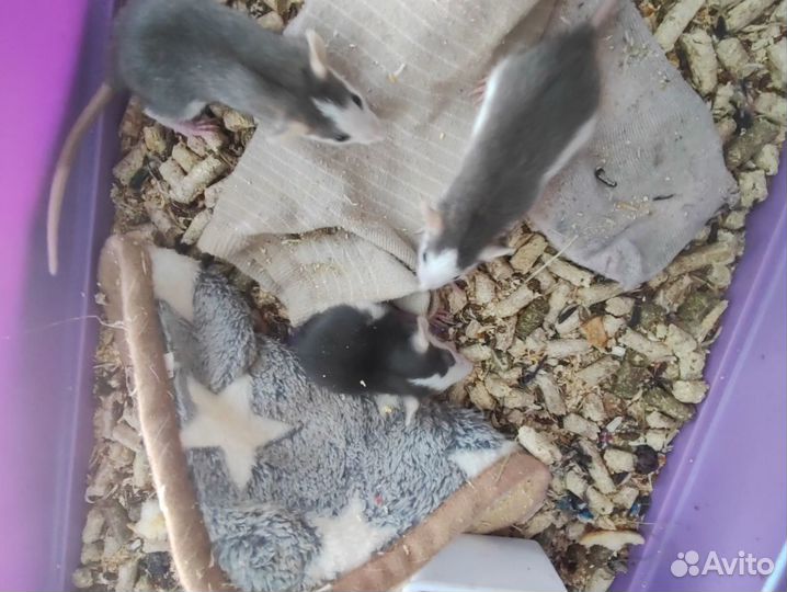 Крыса дамбо