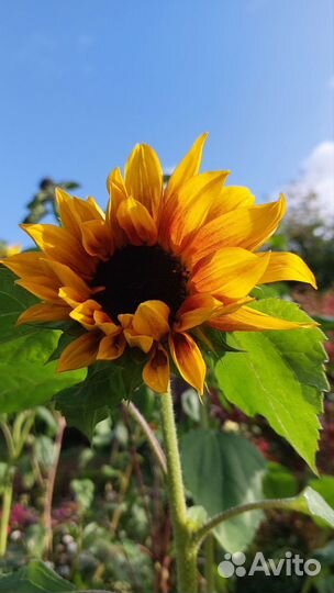 Семена декоративного подсолнуха