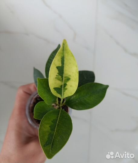 Фикус вайт марджин, де-гантель, ретуза мутабились