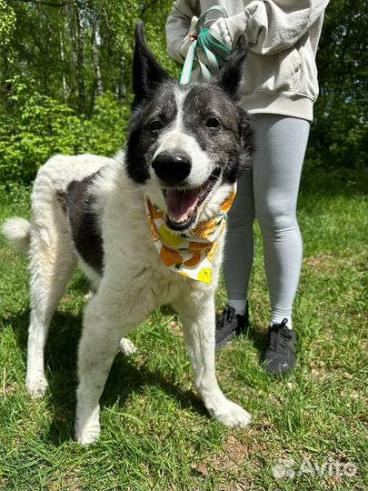 Подарите Тимону счастливую жизнь вне приюта