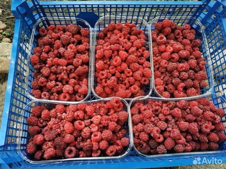 Рассада малины Полька