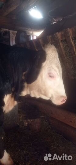 Корова телка