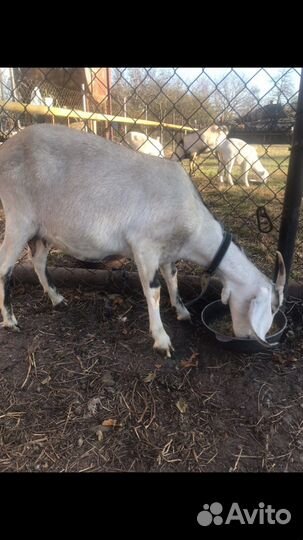 Коза нубийская