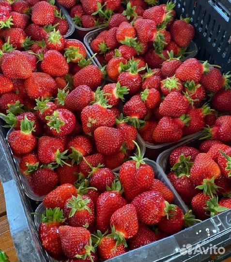 Рассада садовой клубники