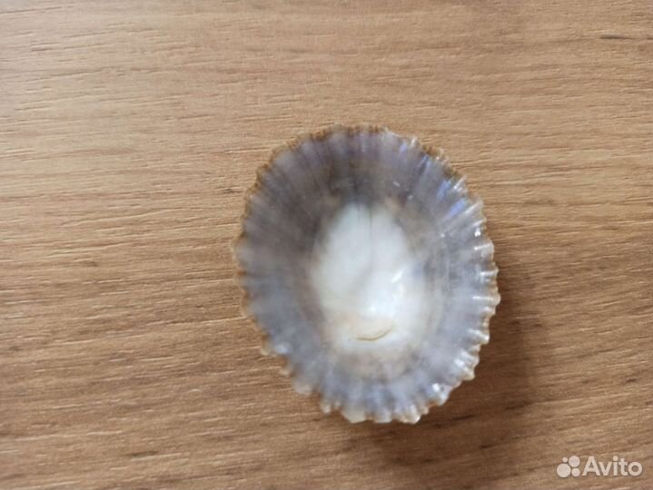 Морская раковина