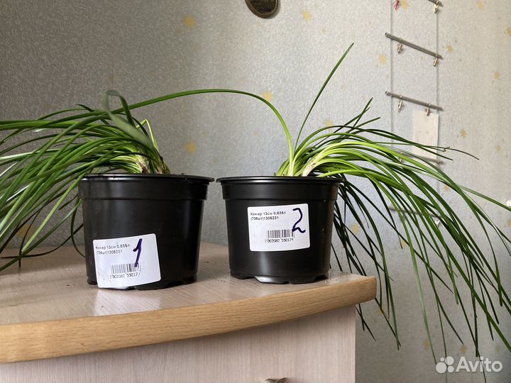 Зефирантус