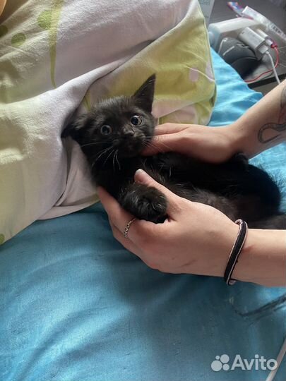 Кошка в дар