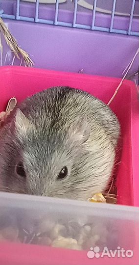 Джунгарский хомяк мальчик