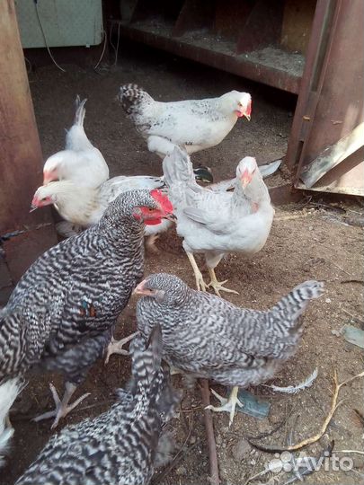 Куры несушки