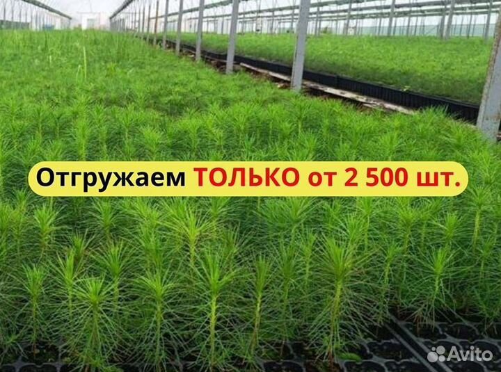 Сеянцы сосны зкс обыкновенной оптом