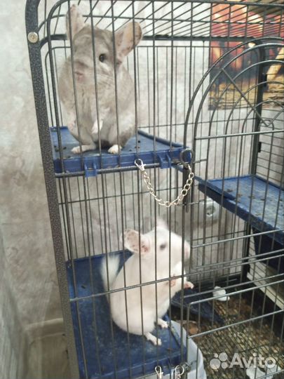 Клетка для грызунов большая