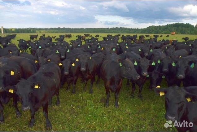 Коровы нетели быки абердин-ангусы