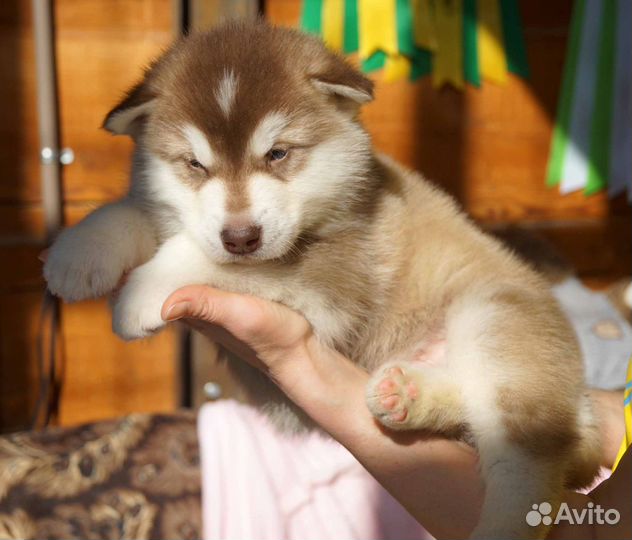 Аляскинский маламут щенки