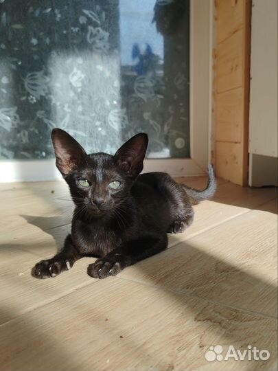 Орики ориенталы