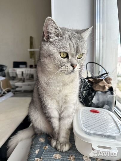 Котик взрослый в добрые руки