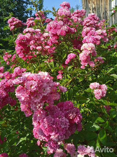 Роза плетистая розовая