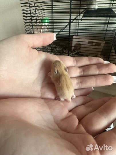 Джунгарский хомяк