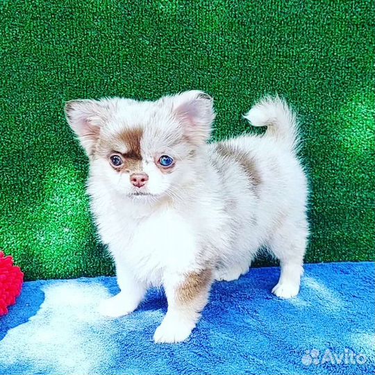 Девочка чихуа мерле голубой глаз