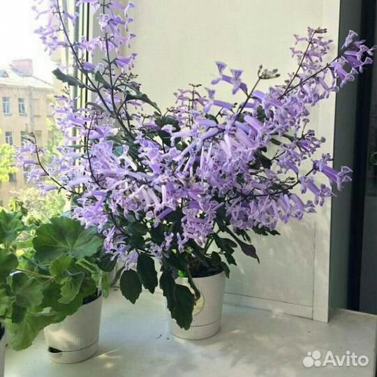 Комнатная сирень (плектрантус мона лавендер)