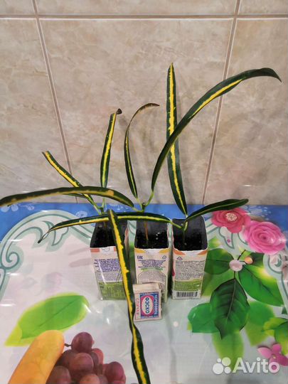 Кодиеум-кротон, сорт Рэд банана