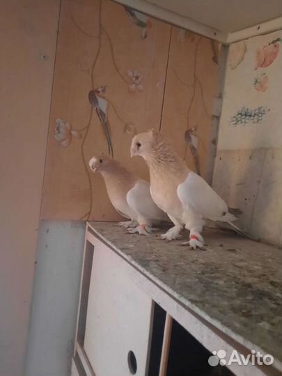 Голуби турецкая такла