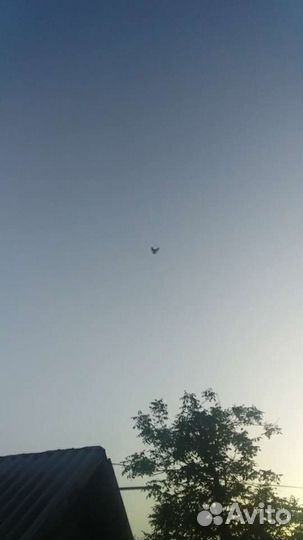 Продажа голубей павлин.Бакинцы белые