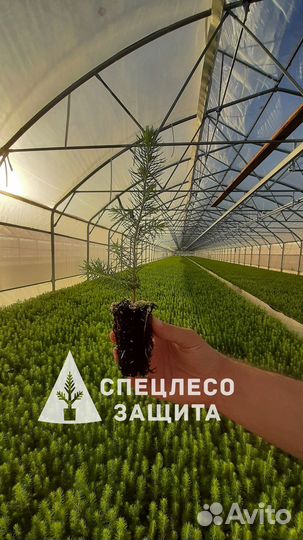 Сеянцы ели и сосны