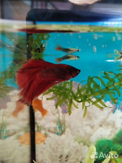 Рыбки петушки
