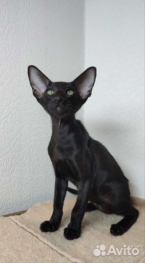 Ориентальный котик