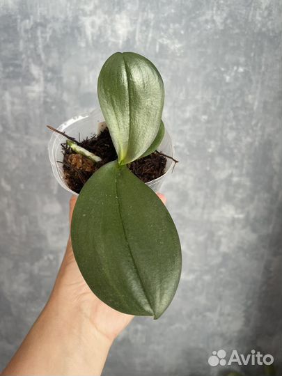 Орхидея подросток нецветущая