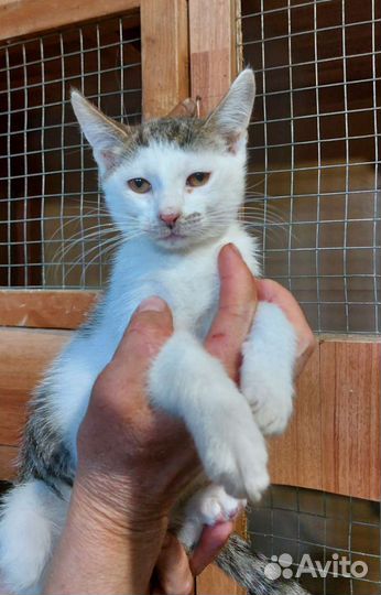 Котята. На любой вкус. Мо. всех в добрые руки