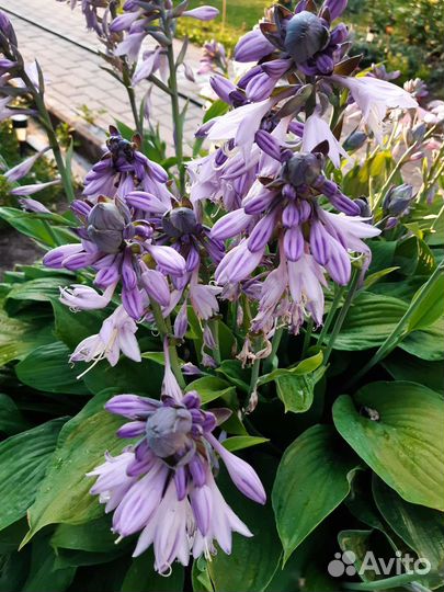 Многолетники из моего сада