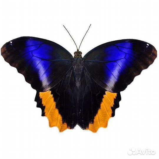 Живые тропические бабочки куколки