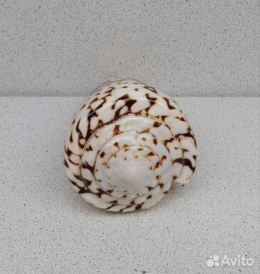 Конус Мармореус 10,6 морская ракушка раковина