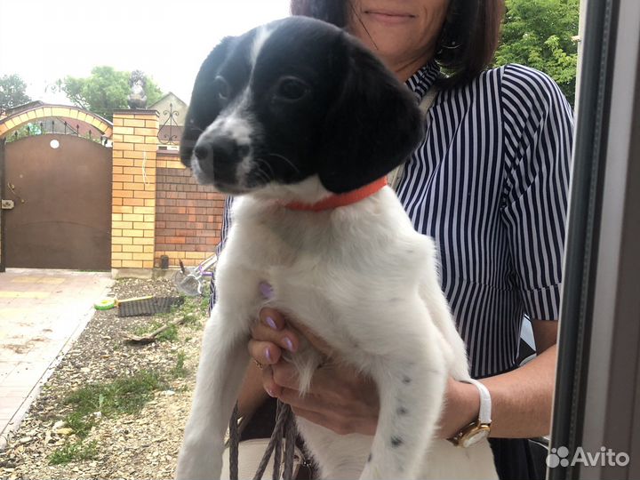 Найдена собака