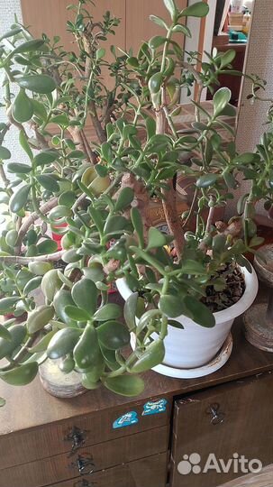 Комнатные растения цветы большие