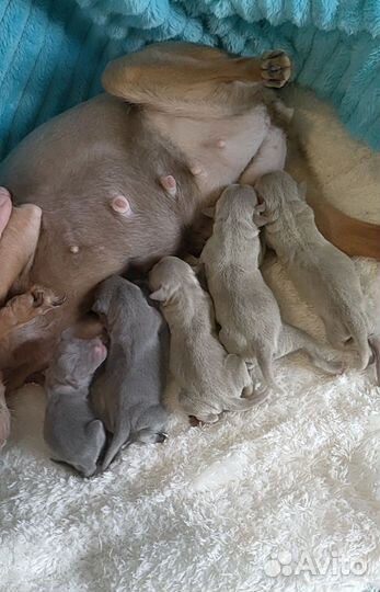 Мини цветные тойчики