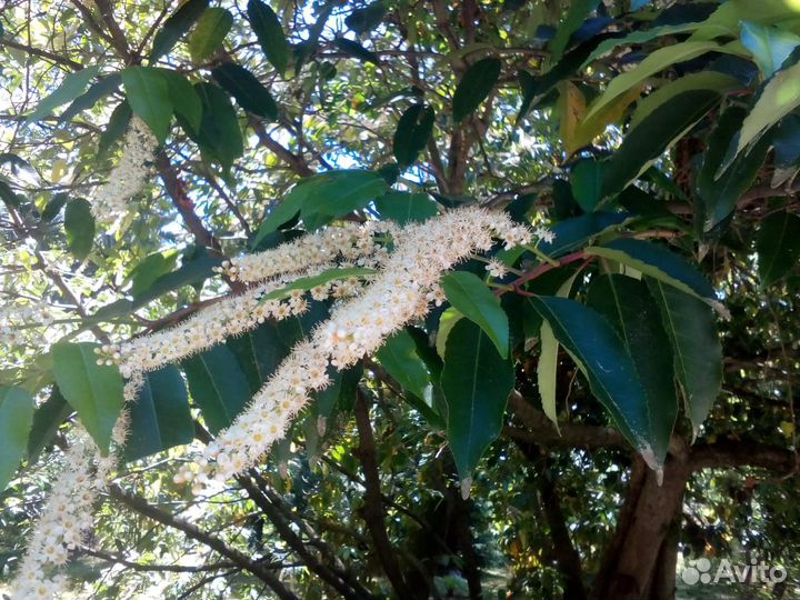 Лавровишня лекарственная Лузитанская Семена