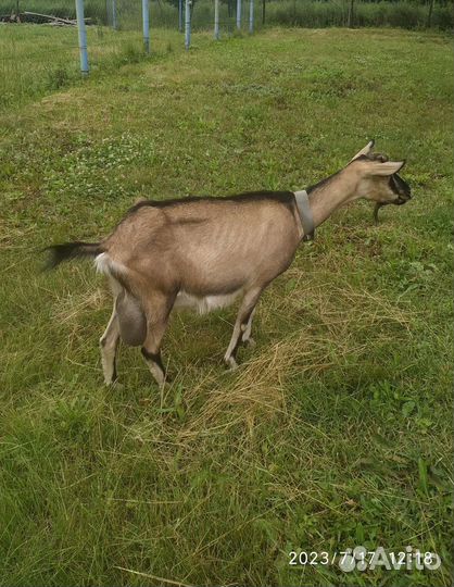 Козы дойные