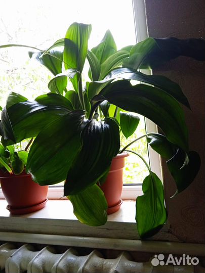 Комнатные растения цветы торг
