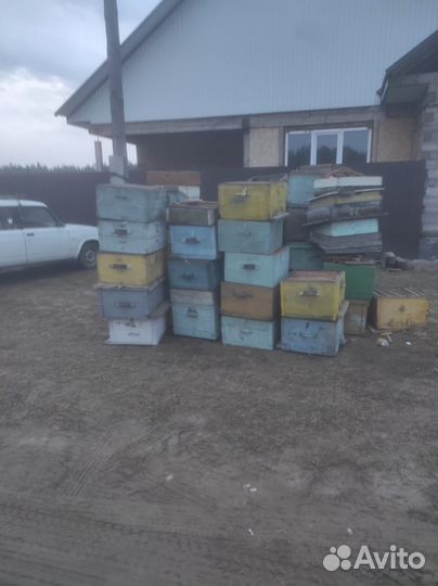 Улья пчелы пчëлы